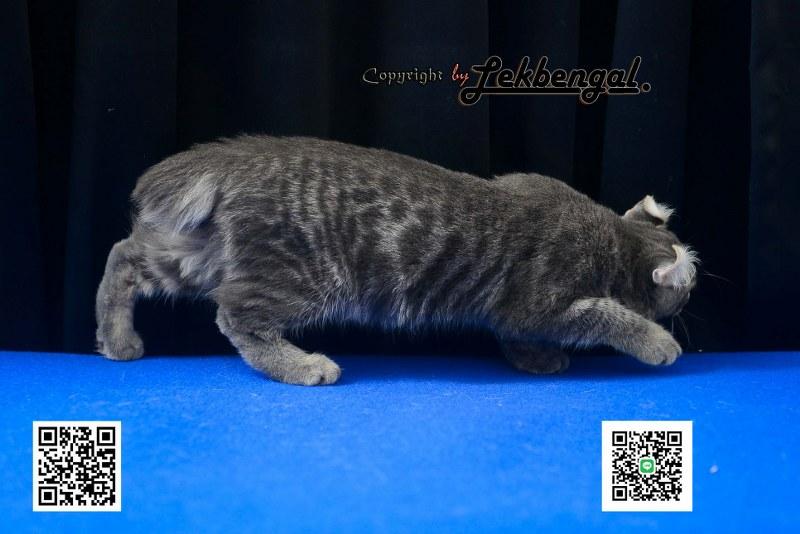 ขายลูกแมวจอมกวน อเมริกันเคิร์ล สีบลู หางกระต่าย (bobtail) สายพันธุ์แท้  5