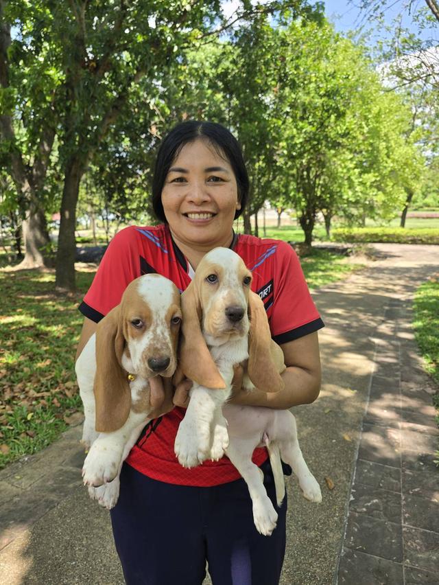 บาสเซ็ตฮาว์ดใบเพ็ดสมาคมพัฒนาพันธุ์สุนัข รูปที่ 6