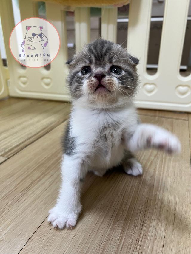 ดช สก็อตติช 3