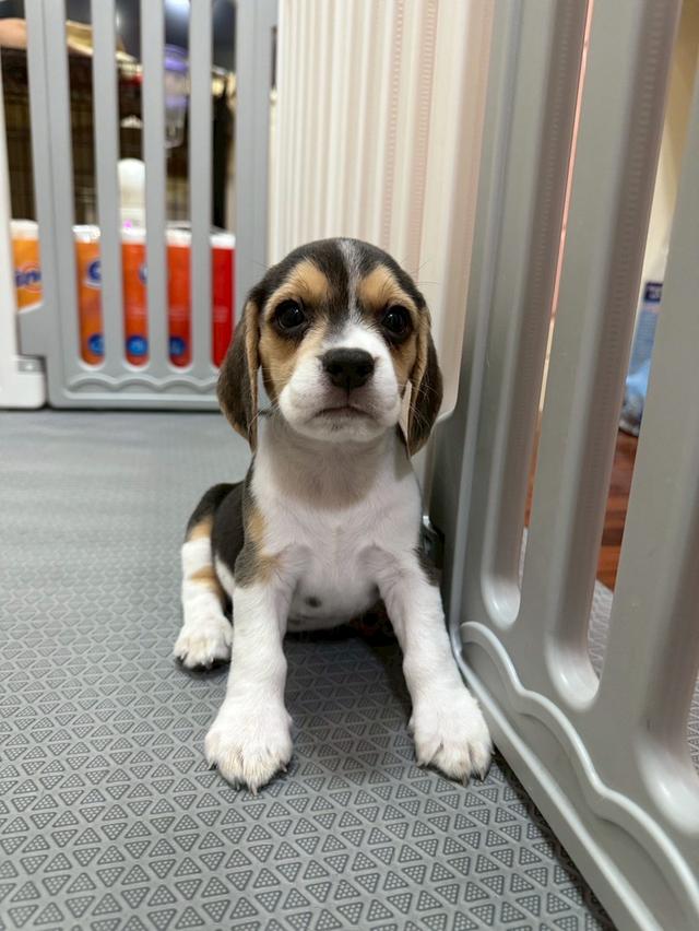 บีเกิ้ล (Beagle) 10