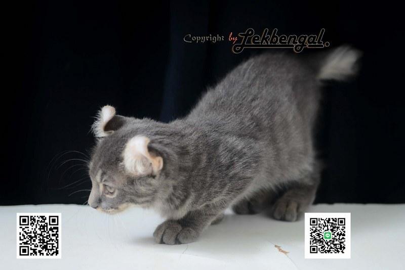 ขายลูกแมวอเมริกันเคิร์ล สีบลู หางบ็อบเทล (bobtail)