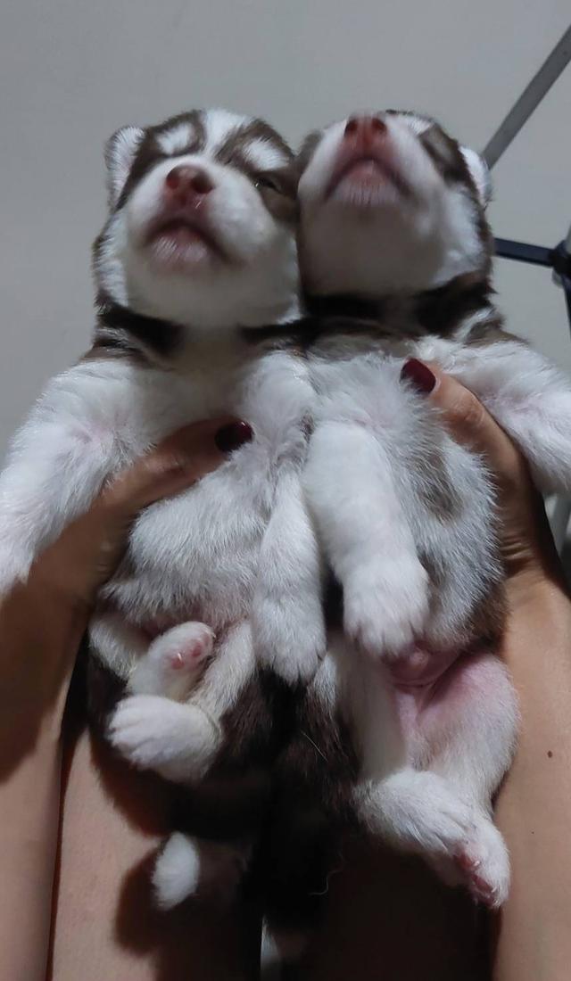 ไซบีเรียน 19