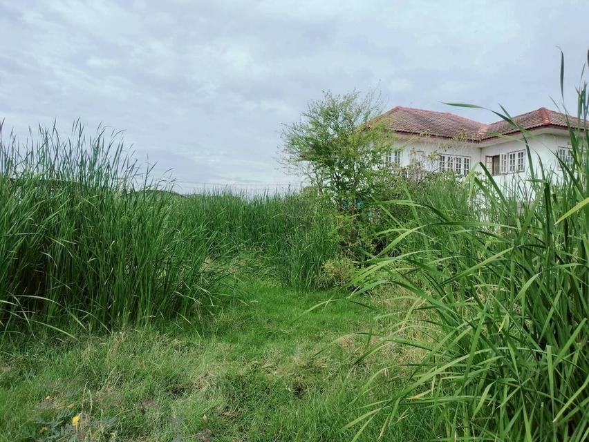 ขายด่วนที่ดินราชาเทวะ 100 ตรว ทำเลดี มีอนาคต  ซ.กิ่งแก้ว 45 อ.บางพลี จ.สมุทรปราการ 2