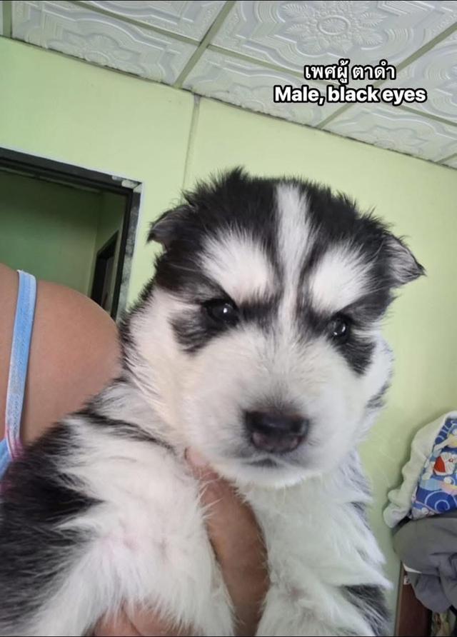 ไซบีเรียนวูดลี่โค้ช ชาย3หญิง1 3