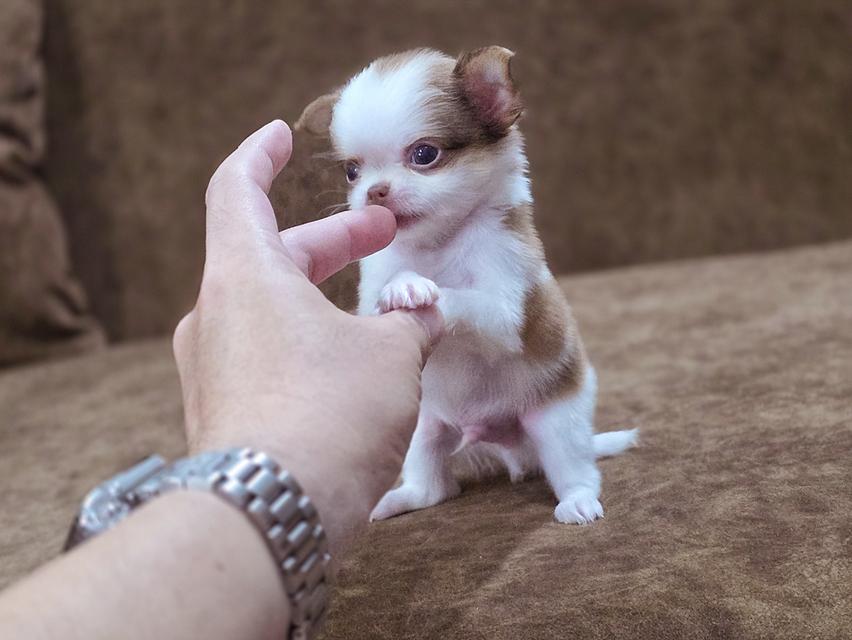 Chihuahua t cup น้องยูโรเพศผู้