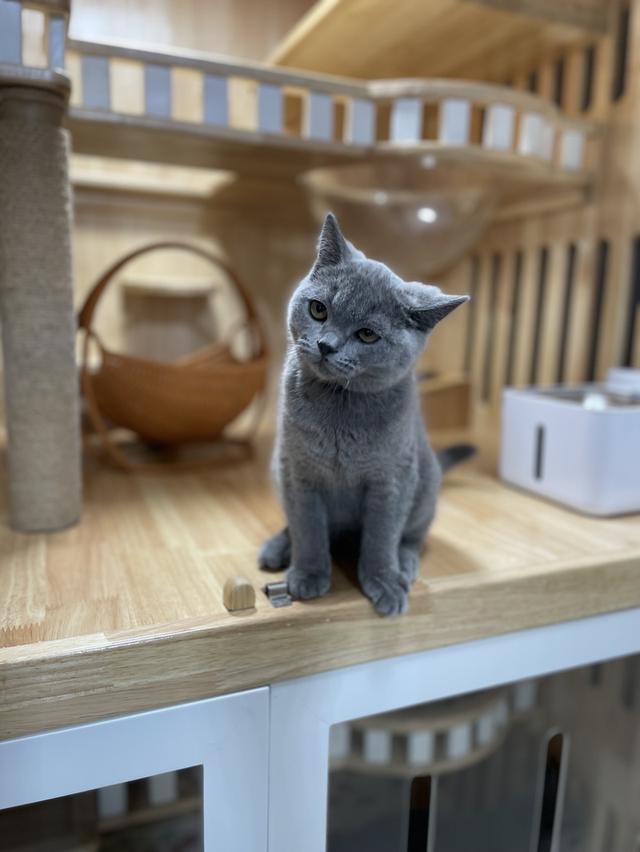 แมวมันช์กิ้นขายาวเพศชาย