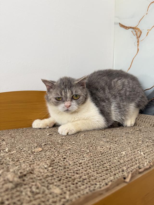 ลูกแมวพันธุ์สก๊อตติชแท้ รูปที่ 3