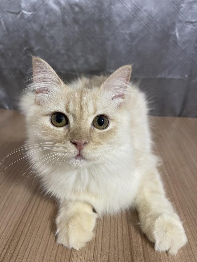 น้องแมวพันธุ์ หิมาลายันผสมชินชิล่า เพศผู้ พร้อมฉีดยาครับ 2