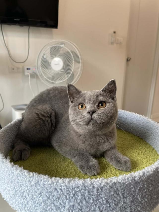 British Shorthair พร้อมใบ WCF ดช