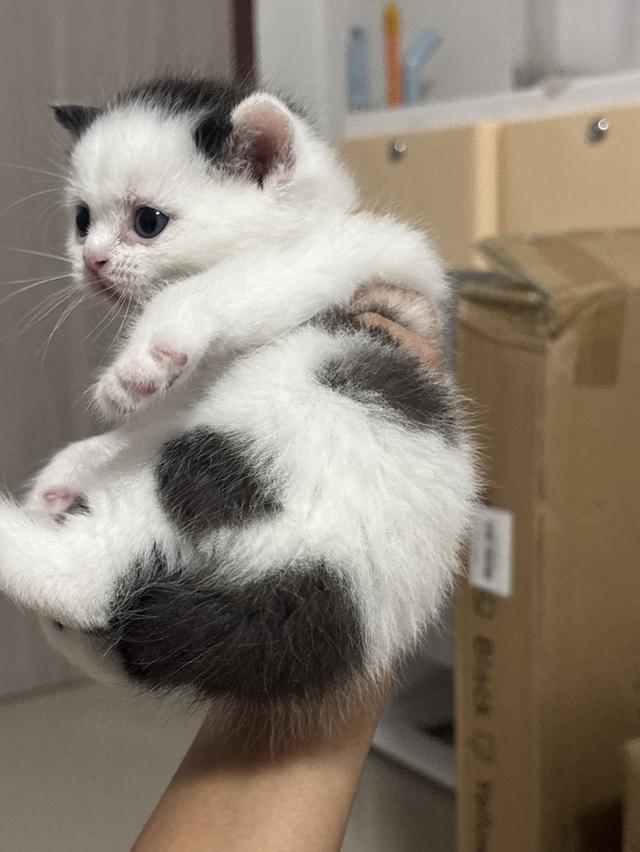 แมวสก็อตติช Scottish