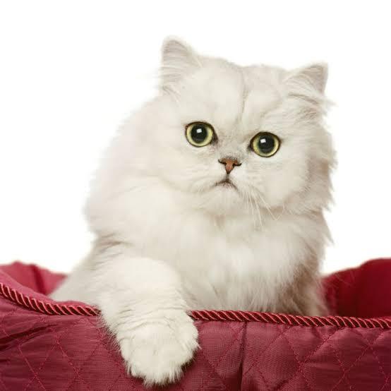 ขายแมวเปอร์เซีย (Persian cat) 1