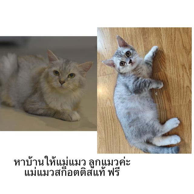 ลูกแมวสก็อตติสแท้ ผญ