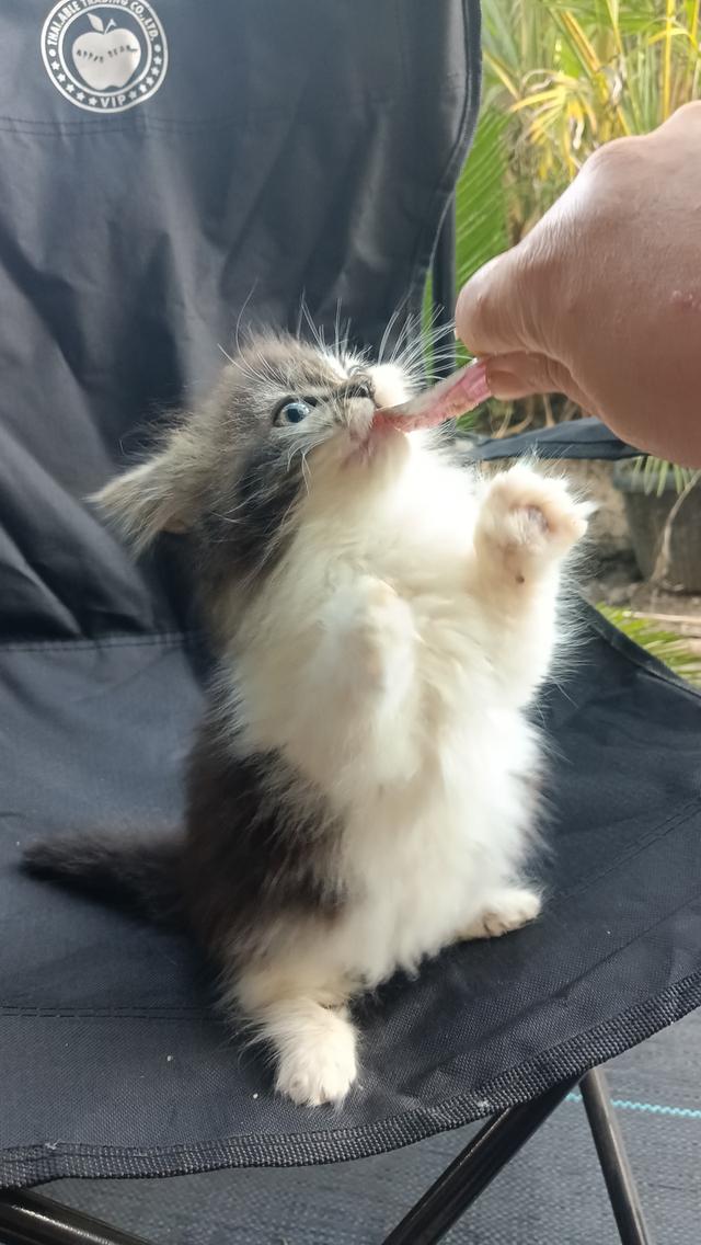 มัชกิ้นขาสั้นหญิงน้องอายุสองเดือนกว่าพร้อมส่งค่ะ 2