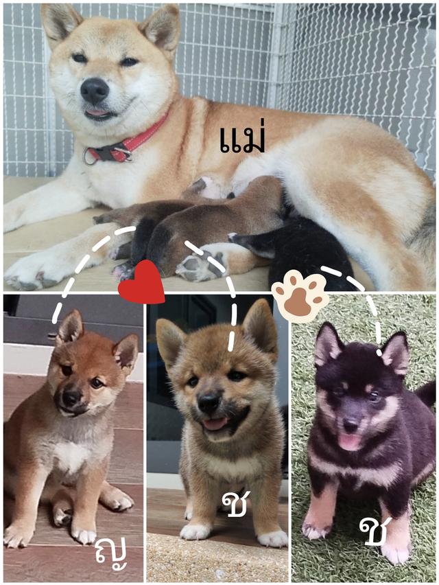 ลูกชิบะอินุ พันธุ์แท้ Shiba Inu ขายด่วน