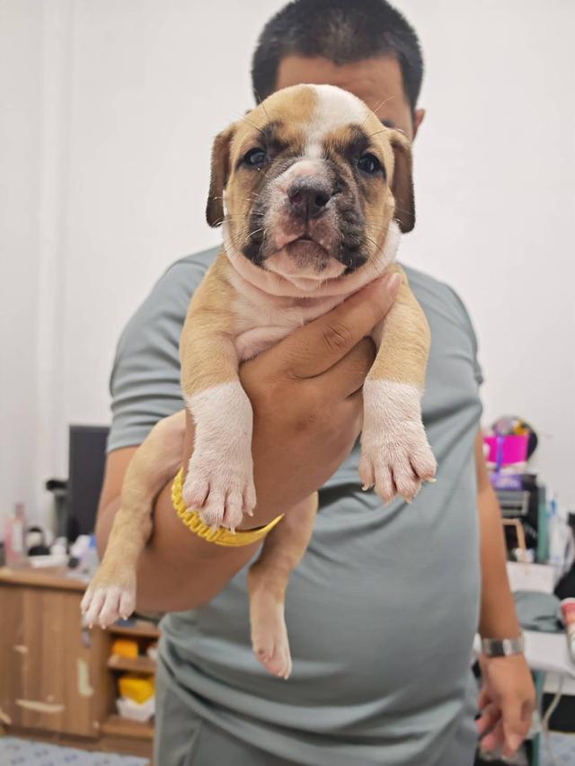 American bully3,500-5,500฿ อเมริกันบูลลี่สายพันธุ์แท้ราคาไม่แรง🏡p'tigerขอนแก่น 3,500-5,500฿ 18