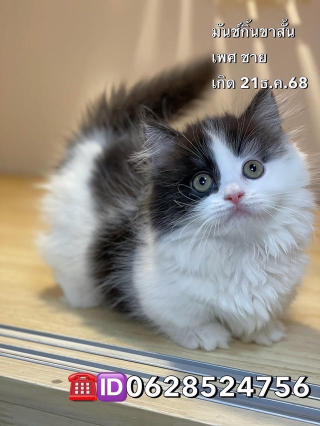 มันช์กิ้นขาสั้นพร้อมย้าย