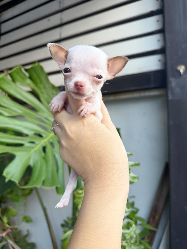 ชิวาวาแท้ ขนสั้นทีคัพ เพศผู้ 7