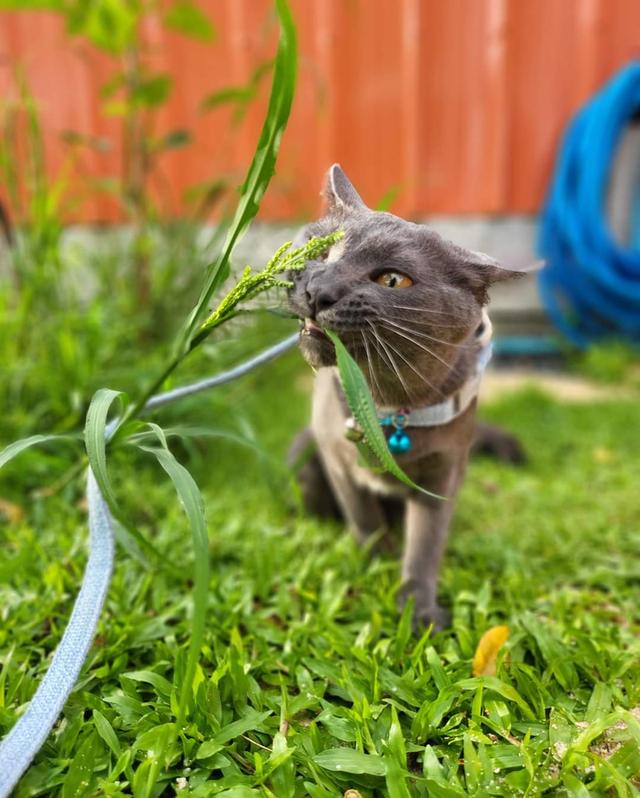 ขายแมวโคราช ชอบวิ่งสนามหญ้า 2