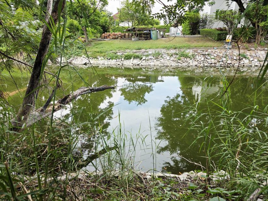 ขายที่ดิน 155 ตรว. ธัญบุรี รังสิต-คลอง3 ปทุมธานี ติดเลค 3