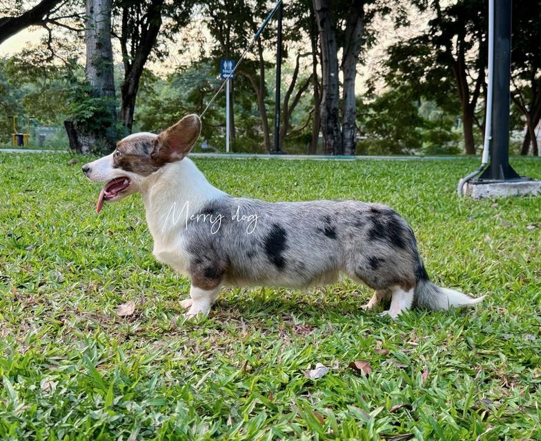 cardiganwelshcorgi #bluemerle