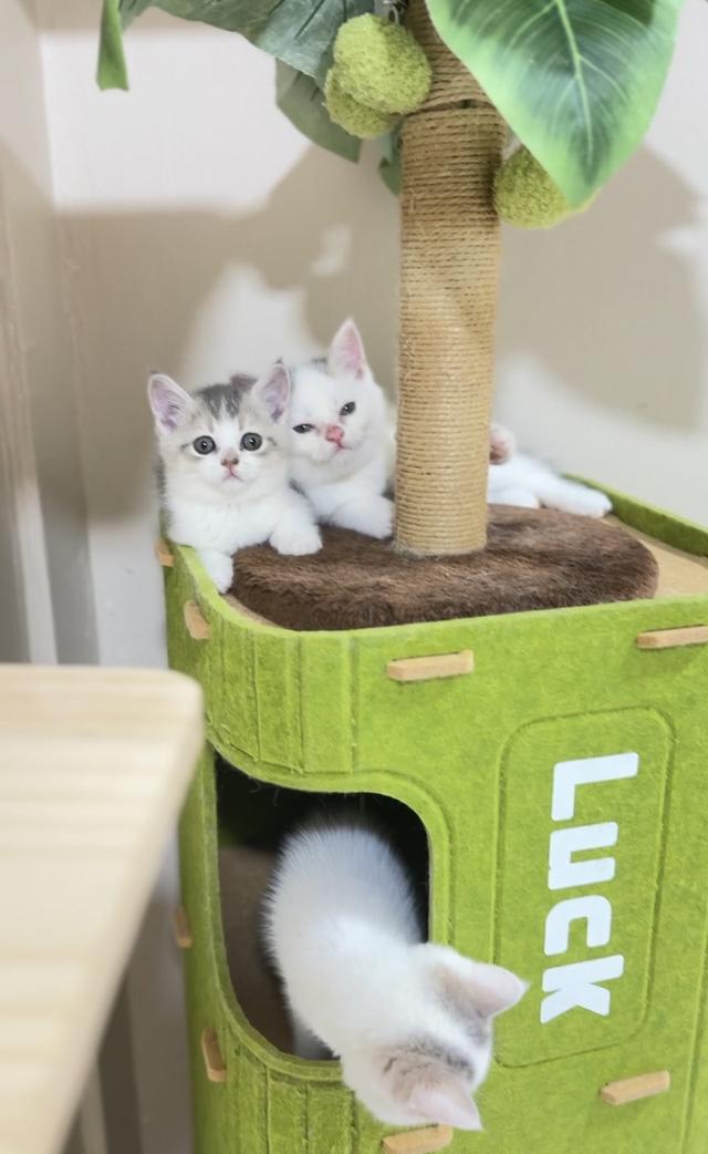 ลูกแมวสก๊อตติชโฟลด์🟠