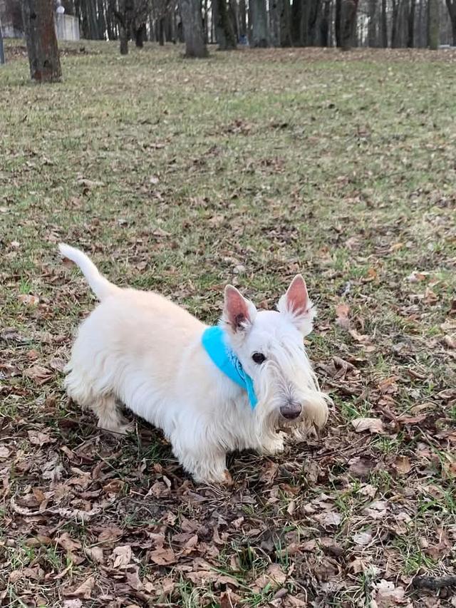 ขาย Scottish Terrier ขนสีขาว แท้