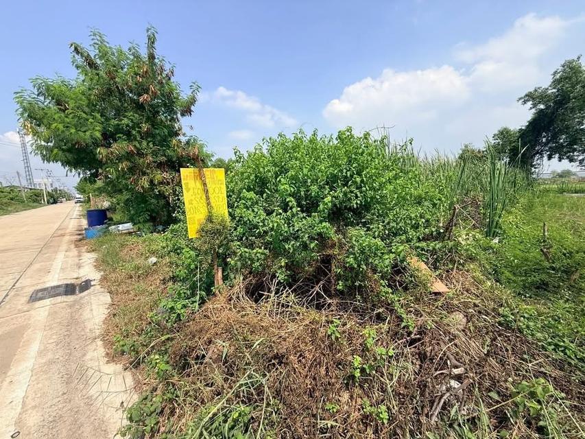 Vายถูก  ที่ดินคลองหนึ่ง 100 ตารางวา ติดถนนคอนกรีตสาธารณะซอย เทพกุญชร 45 อ.คลองหลวง จ.ปทุมธานี 4