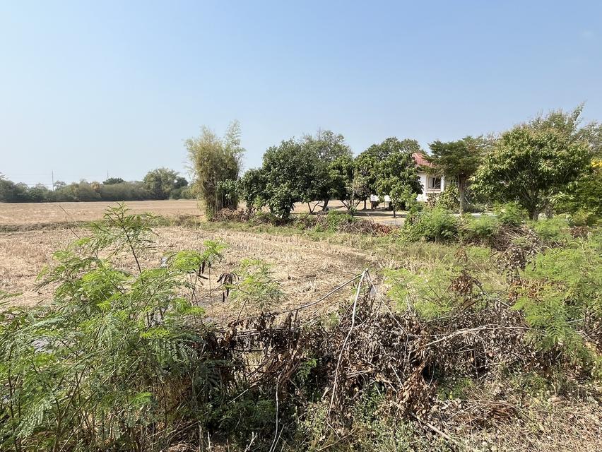 ✨ขายที่นา ทำเลทอง 10 ไร่ ติดถนนใหญ่ + คลองชลประทาน – ต.ย่านยาว อ.สามชุก จ.สุพรรณบุรี✨ 2