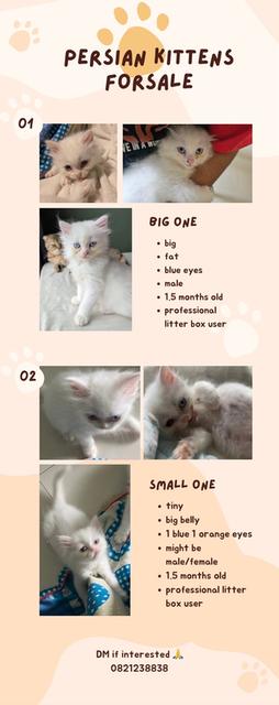Doll face Persian 