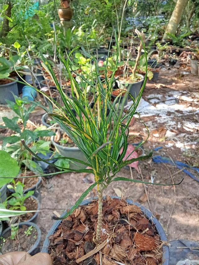 ต้นไม้  ไม้ดอกไม้ประดับ รูปที่ 15