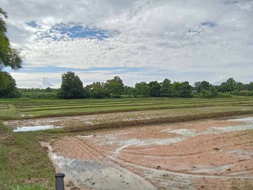 ที่ดิน 8ไร่1งาน12ตารางวา 1