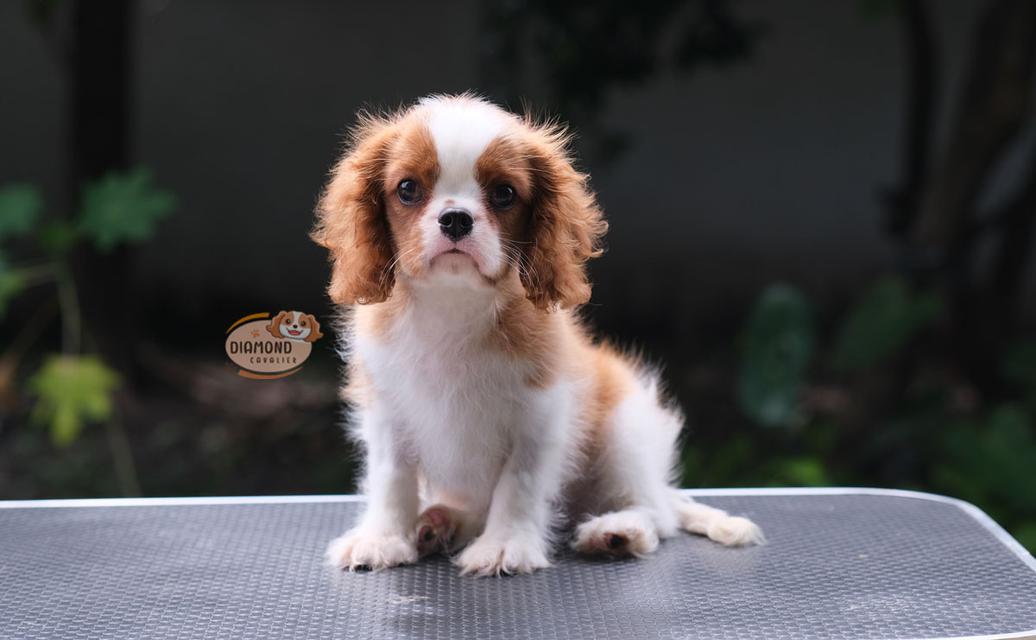 ลูกคาวาเลียร์ เพศผู้ ลูกพ่อไทยแชมป์