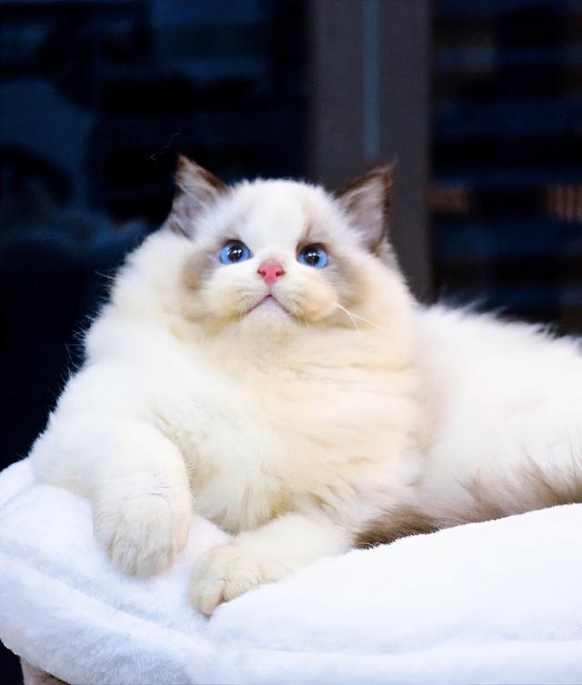 แมวแร็กดอล  Ragdoll Boy3 month