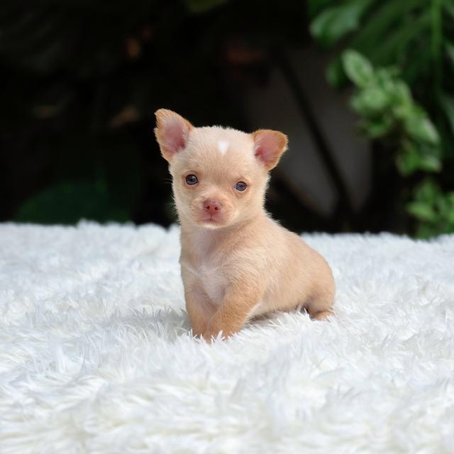 น้องชีโน่ตัวจิ๋วชิวาวาขนสั้นพันธุ์แท้น่ารักมาก