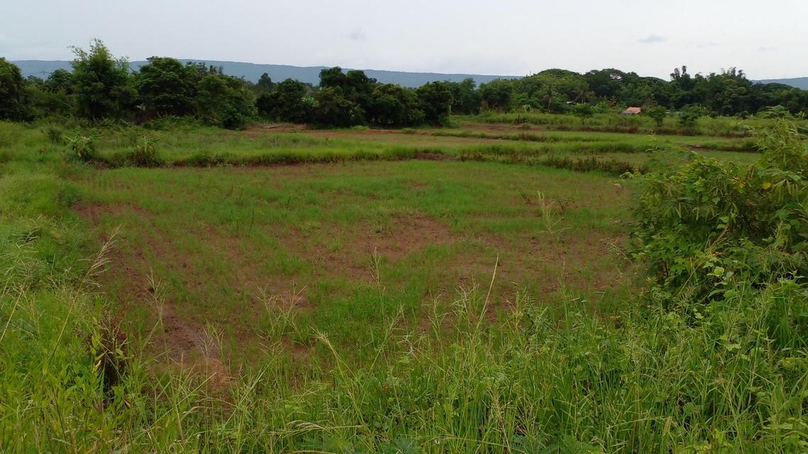 Land for Rent – 8 Rai, Prime Land with water & electricity in Mueang Nong Bua Lamphu, Thailand 3