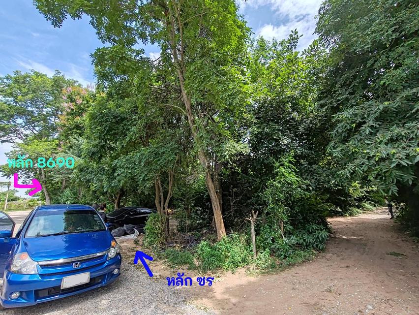 ขายที่ดิน โนนฝรั่ง หัวทะเล นครราชสีมา 5