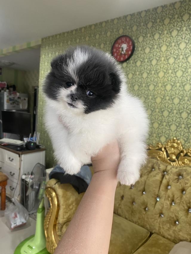 ปอมแท้ สีแพนด้าปาตี้ รูปที่ 2