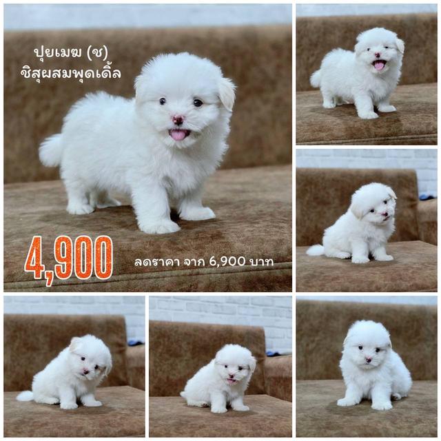 ชิสุผสมพุดเดิ้ล พิกัดรามอินทรา