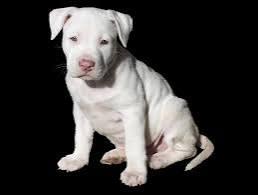 สุนัขพิทบูลสีขาว 2