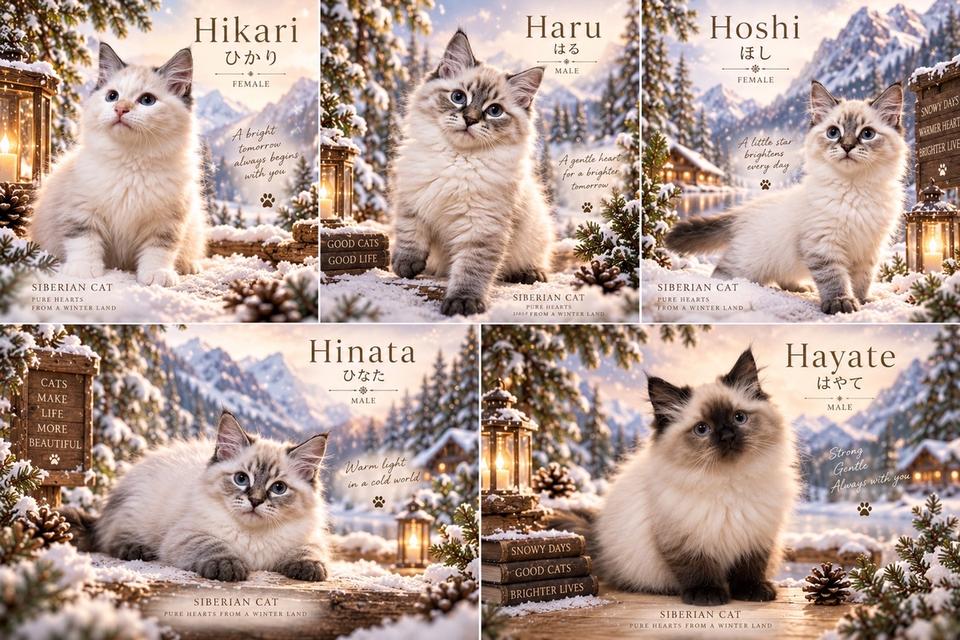 ลูกแมวไซบีเรียน (Siberian Cat) มีใบเพ็ท WCF รูปที่ 5