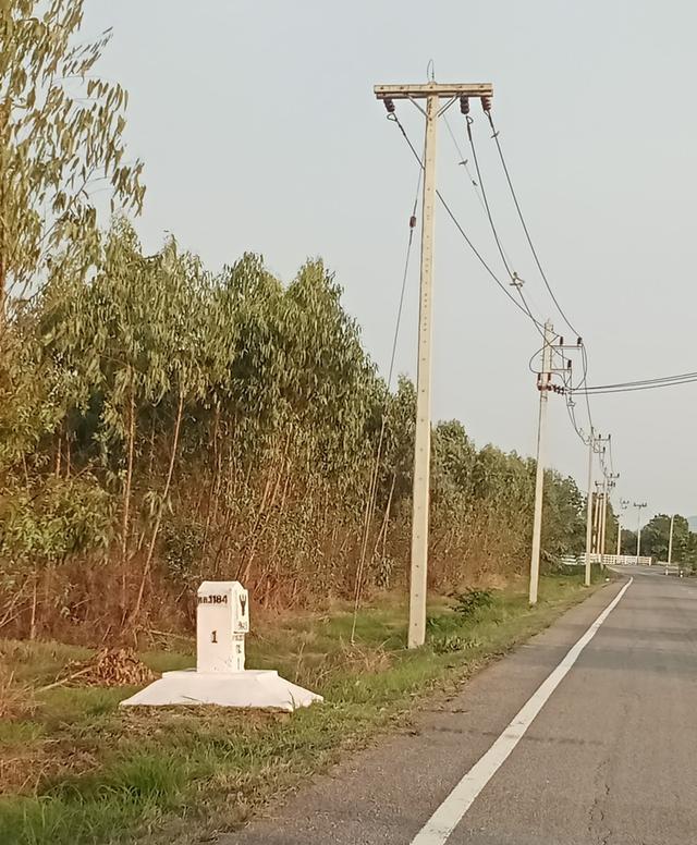 ขายที่ดินสวนลำใย 12 ไร่ นครเจดีย์ ป่าซาง ติดถนน ไฟฟ้าผ่าน ใกล้ชุมชน 6