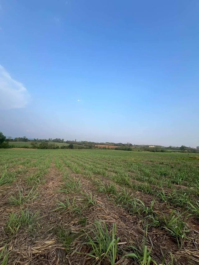 ขายที่คลองม่วง ปากช่อง แปลงใหญ่ 101 ไร่ ที่เนินสูงมองเห็นวิวเขายายเที่ยง ดินน้ำอุดมสมบูรณ์ ใกล้ถนนใหญ่ 3060 Tayama Farm 0879074045