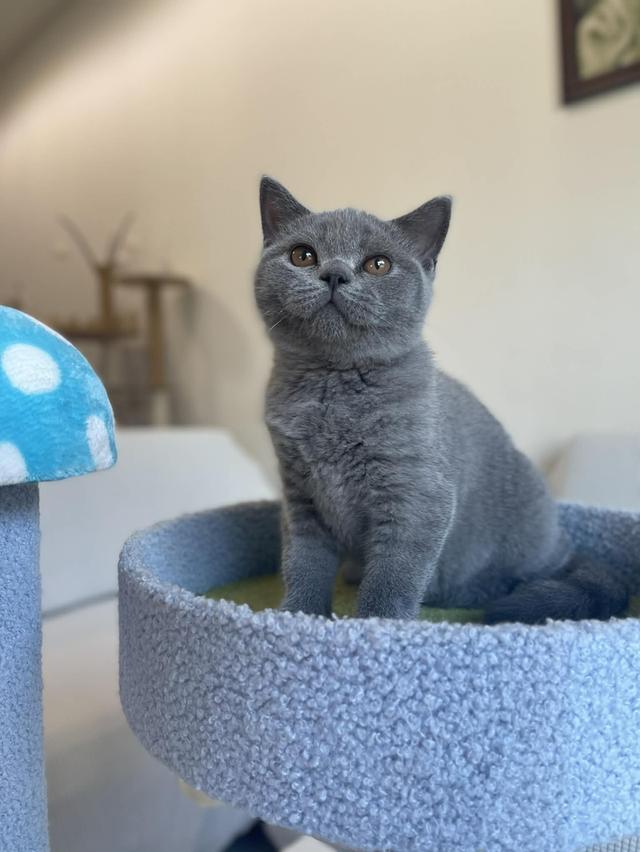 British Shorthair พร้อมใบ WCF ดช รูปที่ 9