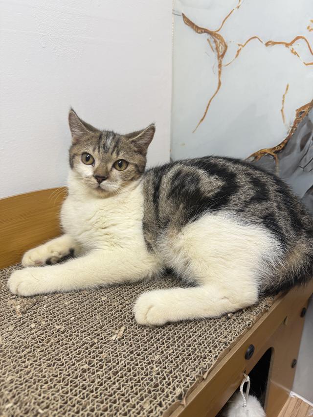 ลูกแมวพันธุ์สก๊อตติชแท้