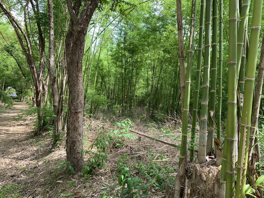 ขายที่ดิน พร้อมสวนไผ่  9-1-55 ไร่ บ้านไร่วิลเลจ ศรีนาวา  นครนายก 2