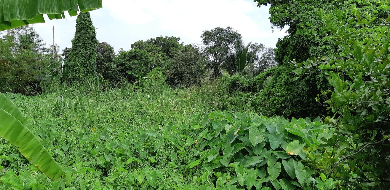 ขายที่ดินจรัญสนิทวงศ์ 23  จำนวน  8 ไร่ 2 งาน 15 ตารางวา 9