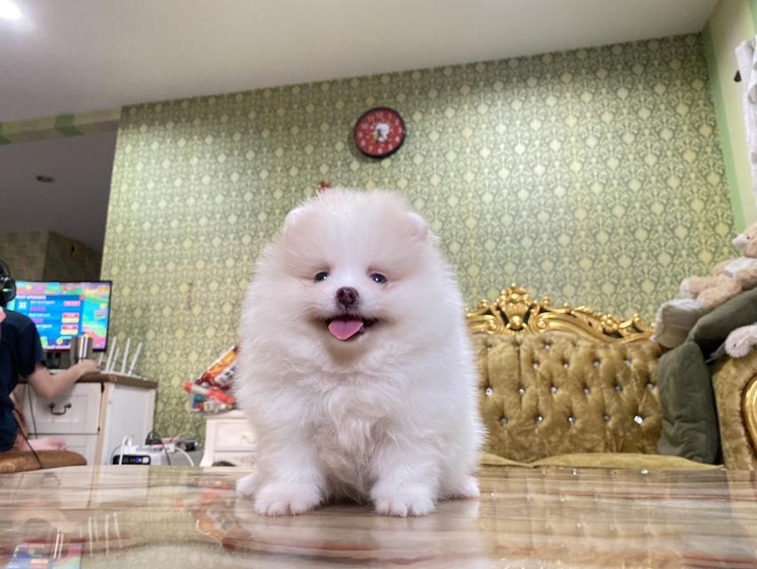 สนใจมาดูตัวจริงได้ค่ะ ลูกปอมแท้ จัดส่งฟรี