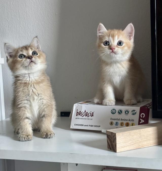 แมว British shorthair ชาย