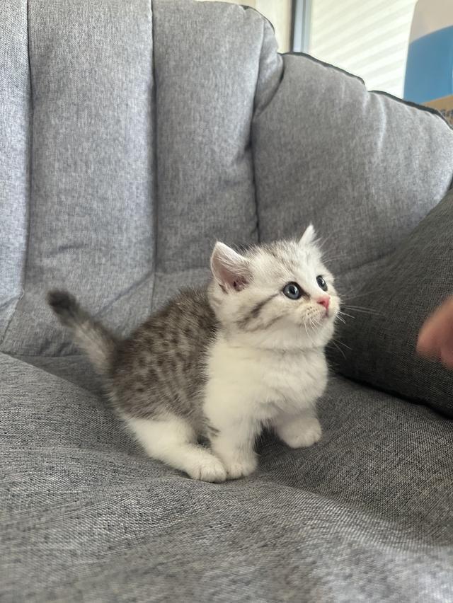 แมวmunchkin ขาสั้น เพศชาย รูปที่ 4