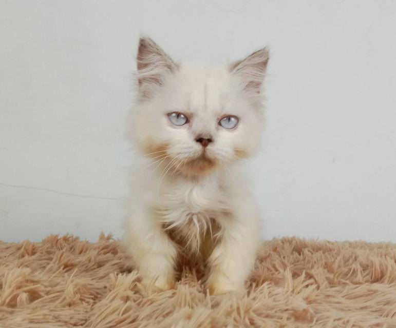5.แมวมันช์กิ้น/เพศเมีย หาบ้าน Munchkin Cat/Female looking for a new home 7